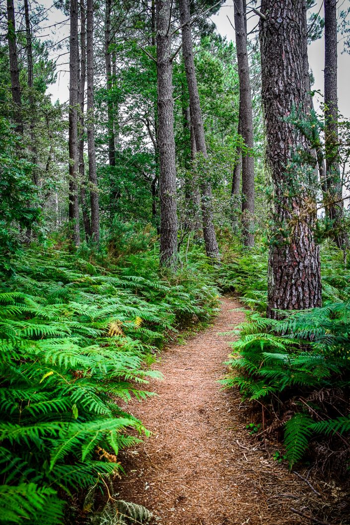 Forêt Photographe Haute-Savoie