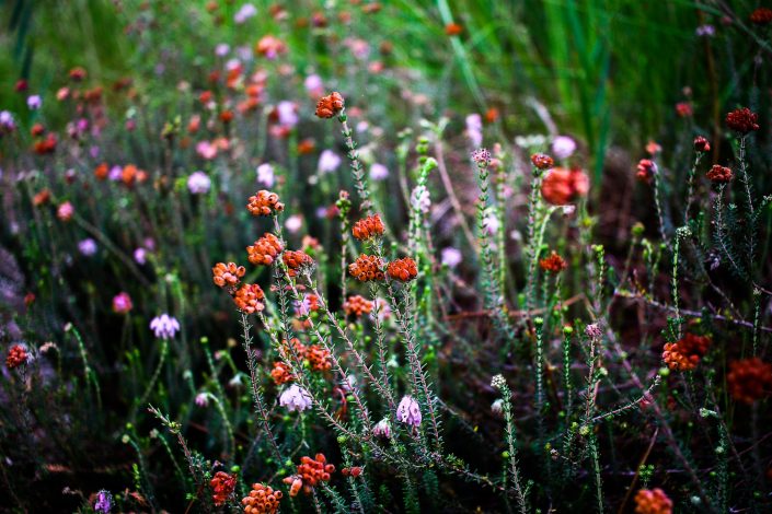 Fleurs Photographe Haute-Savoie