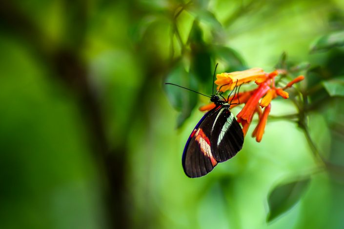 Papillons (Sanguinet)