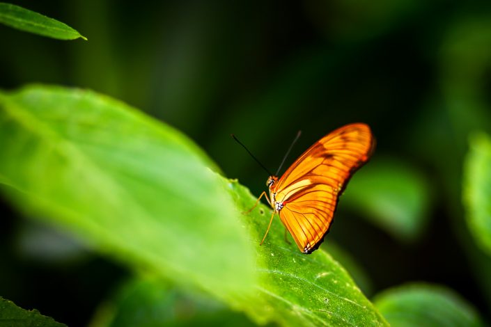 Papillons (Sanguinet)