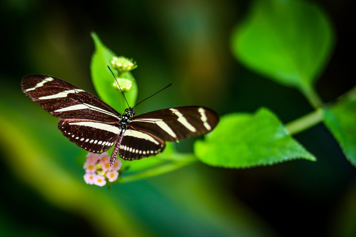 Papillons (Sanguinet)